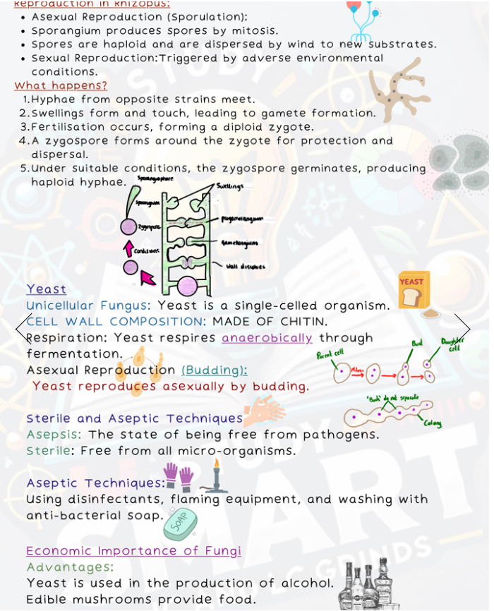 Digital - Leaving Certificate Biology Higher Level Exam Focused Book